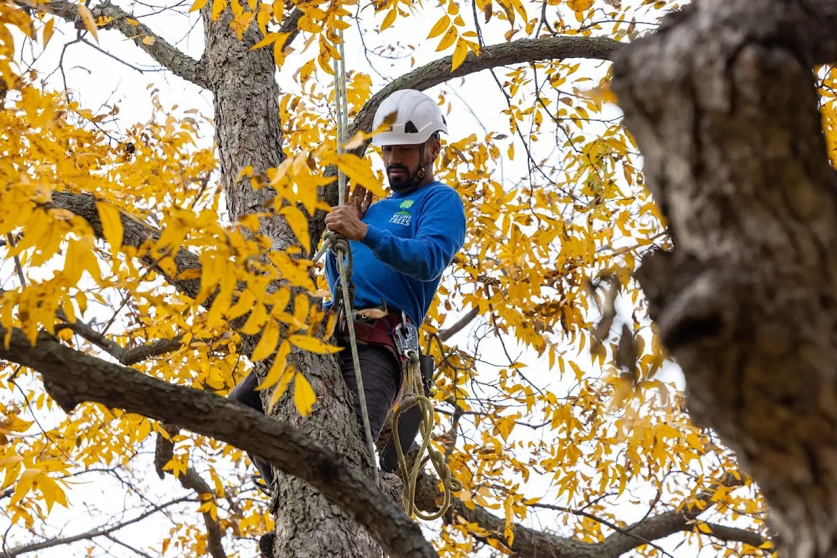 Skilled Tree Pruning crew working in Mannford