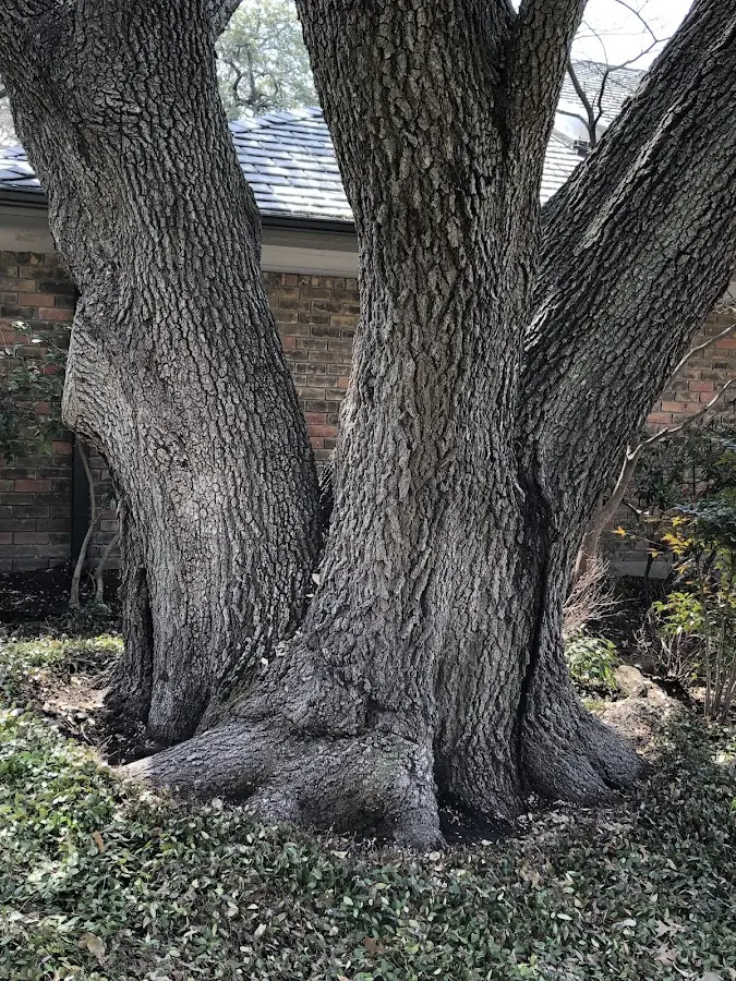 Mature heritage tree close to a Mannford property cared for by certified arborists